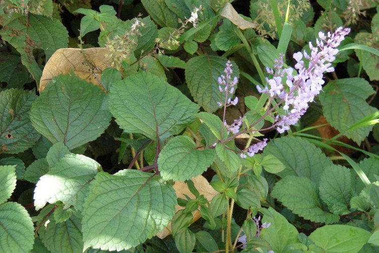 Кустарниковый плектрантус