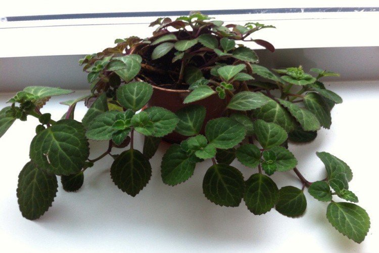 Плектрантус Эртендаля