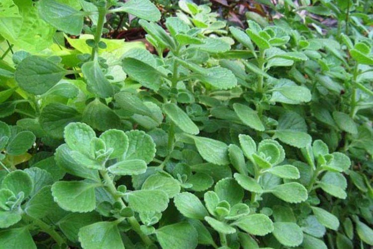 Войлочный плектрантус