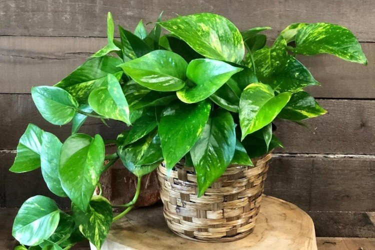 Эпипремнум (50 фото): виды, выращивание и уход в домашних условиях