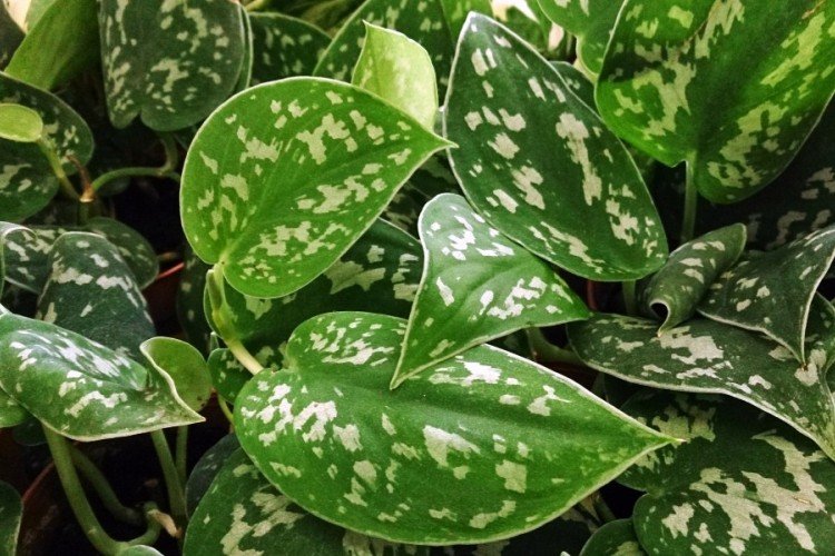 Эпипремнум – фото