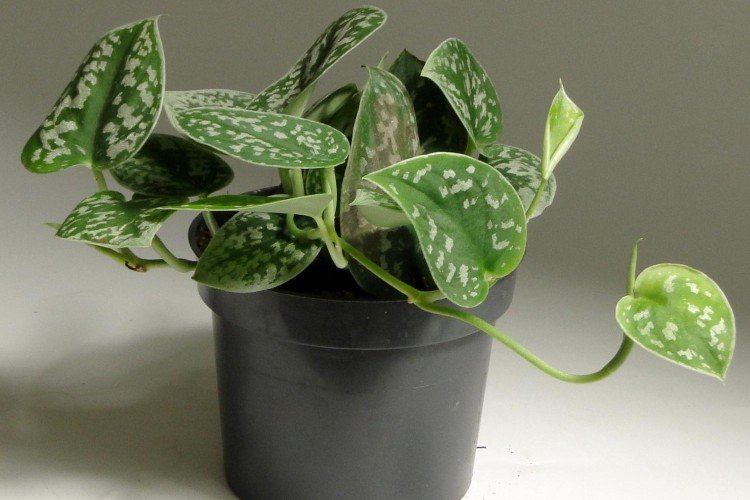 Эпипремнум – фото