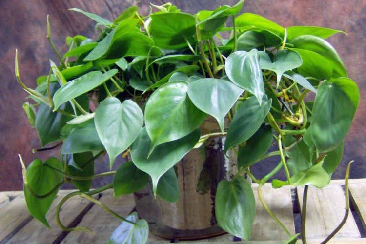 Эпипремнум – фото