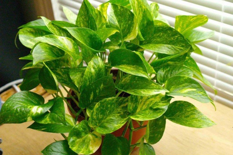 Эпипремнум – фото