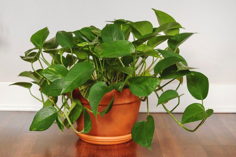 Эпипремнум – фото