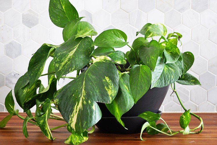 Эпипремнум – фото