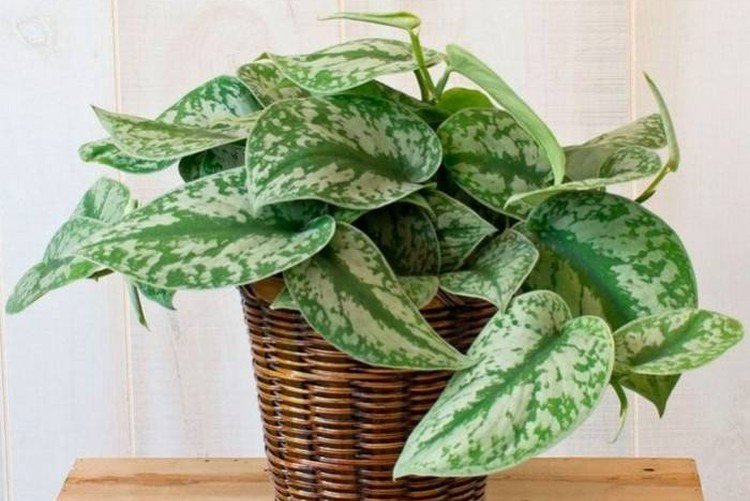 Эпипремнум – фото