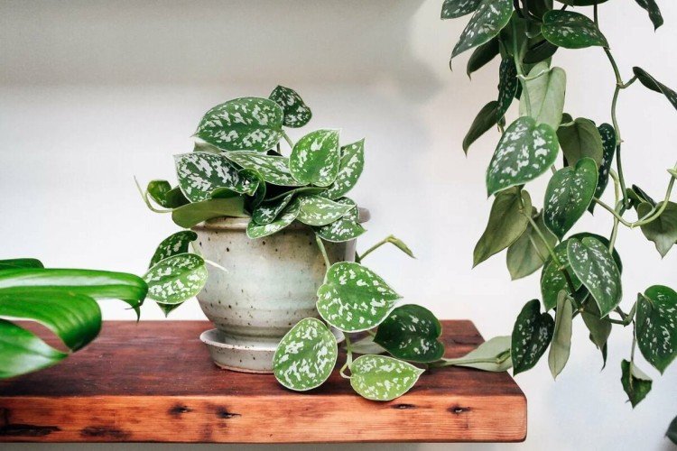 Эпипремнум – фото