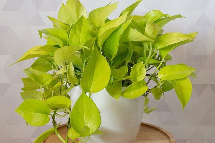 Эпипремнум – фото