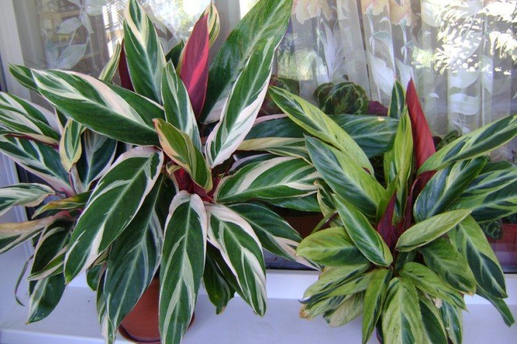 Общая информация