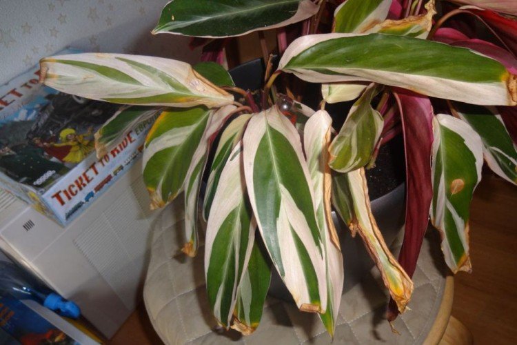 Борьба с вредителями и болезнями