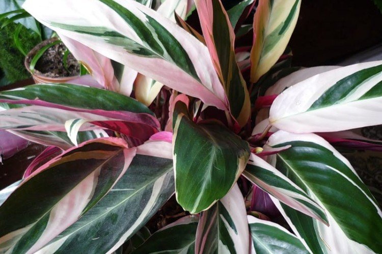 Строманта – фото