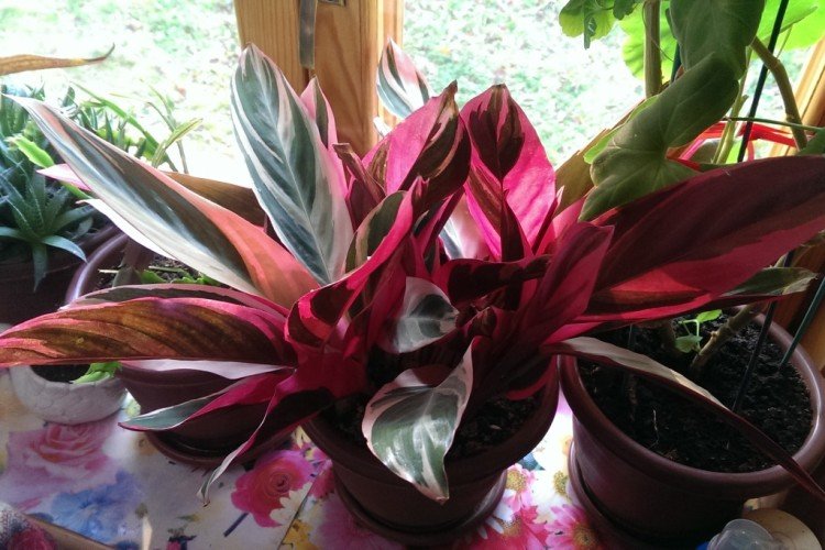 Строманта – фото