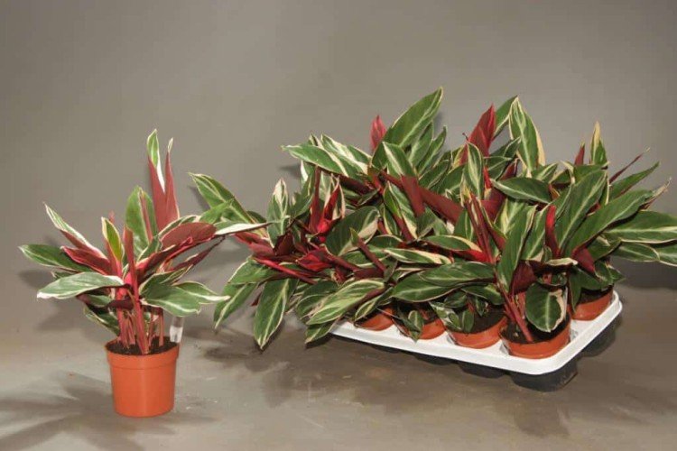 Строманта – фото