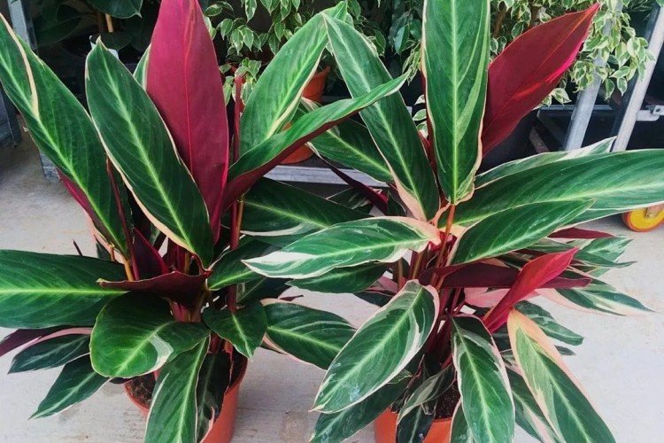 Строманта – фото