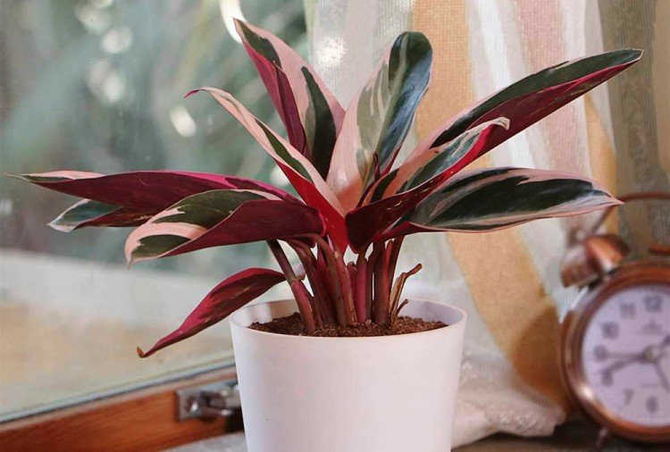 Строманта – фото