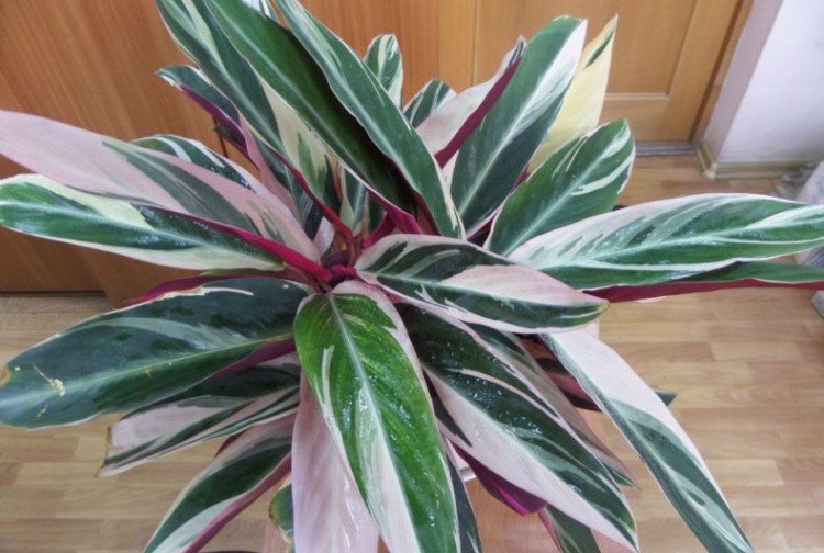 Строманта – фото