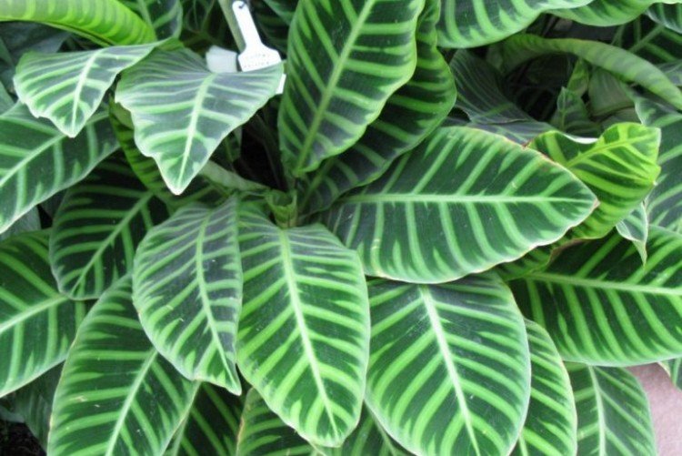 Строманта – фото