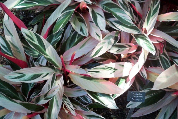 Строманта – фото