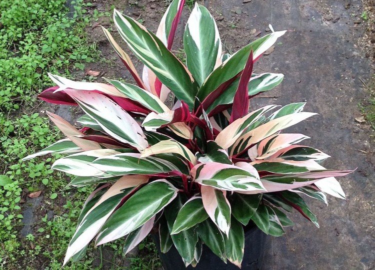 Строманта – фото