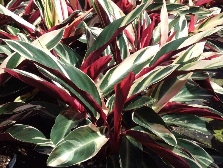 Строманта – фото