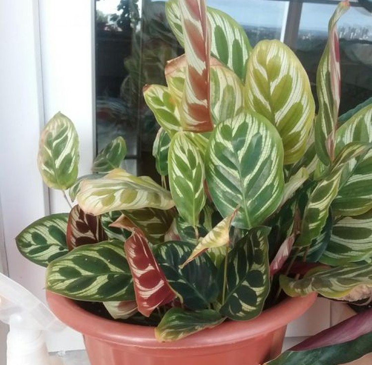 Строманта – фото