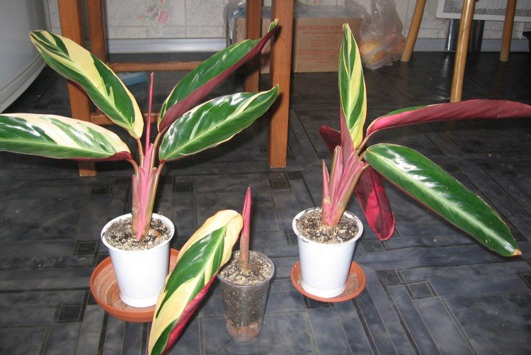 Посадка и размножение строманты