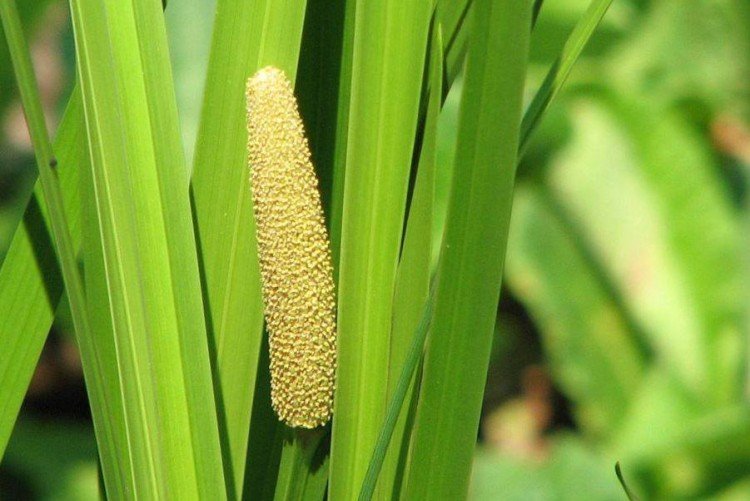 Общая информация