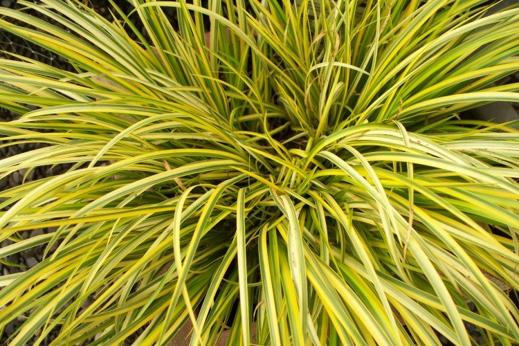 Борьба с вредителями и болезнями