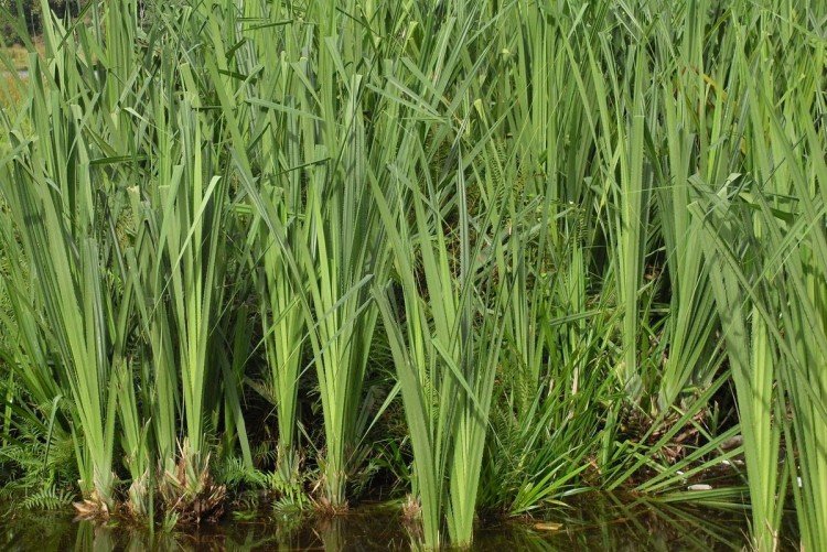 Температура