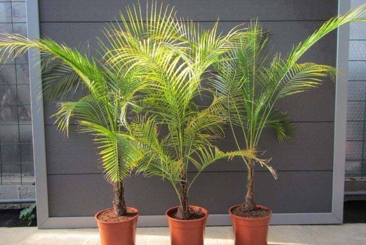 Финиковая пальма – фото