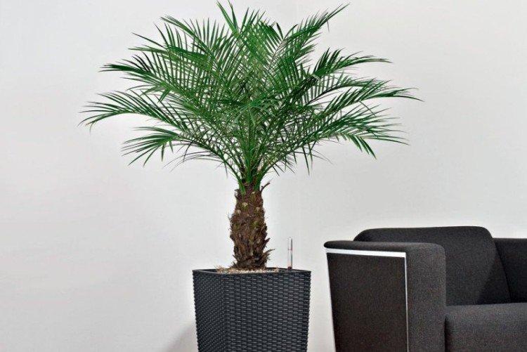 Финиковая пальма – фото