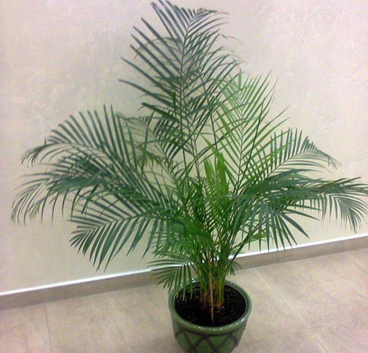 Финиковая пальма – фото
