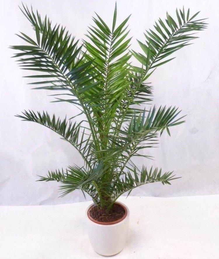 Финиковая пальма – фото