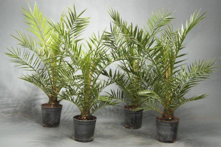 Канарский финик