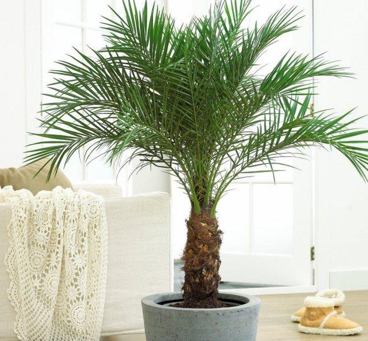 Температура