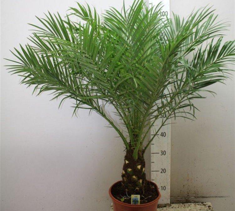 Удобрения и подкормка