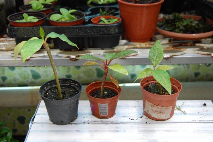 Размножение и посадка плюмерии