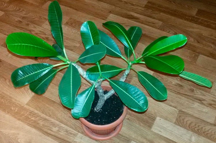 Борьба с вредителями и болезнями