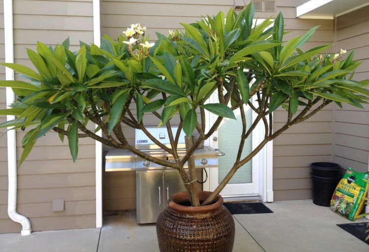 Плюмерия – фото