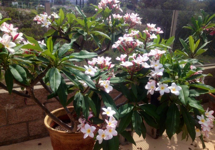 Плюмерия – фото