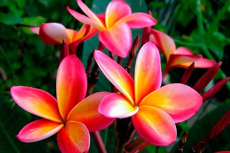 Удобрения и подкормка