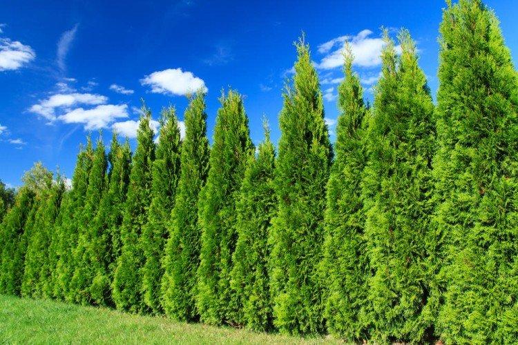 Кипарис (60 фото): виды, посадка и уход в открытом грунте
