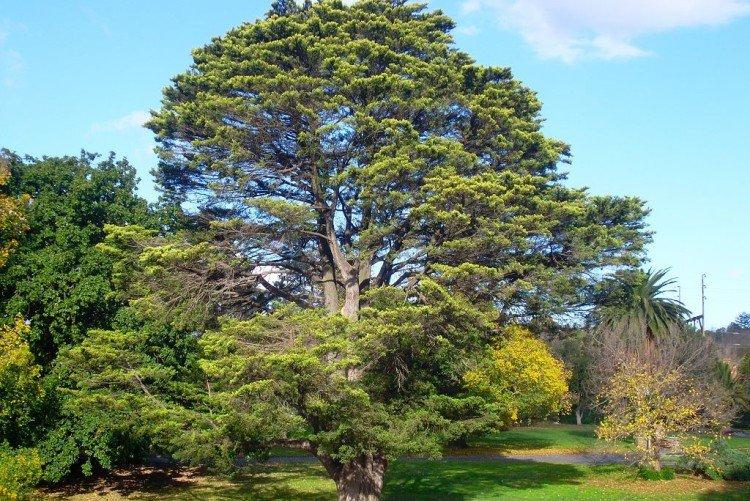 Кипарис – фото