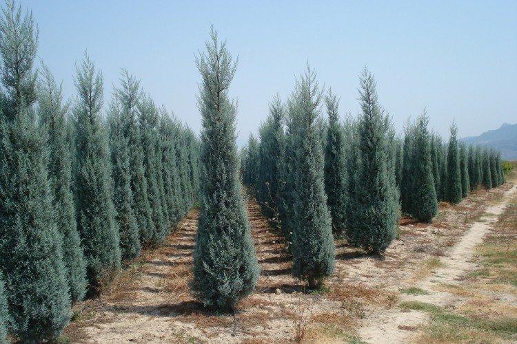 Кипарис – фото