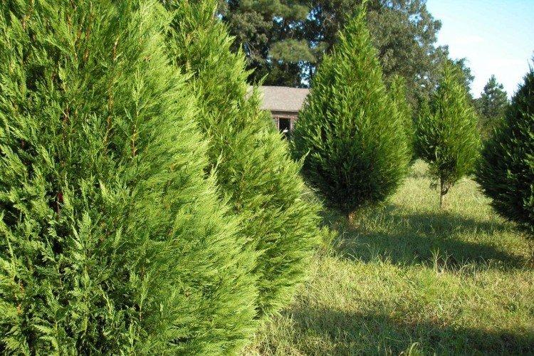 Кипарис – фото