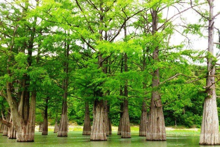 Кипарис – фото