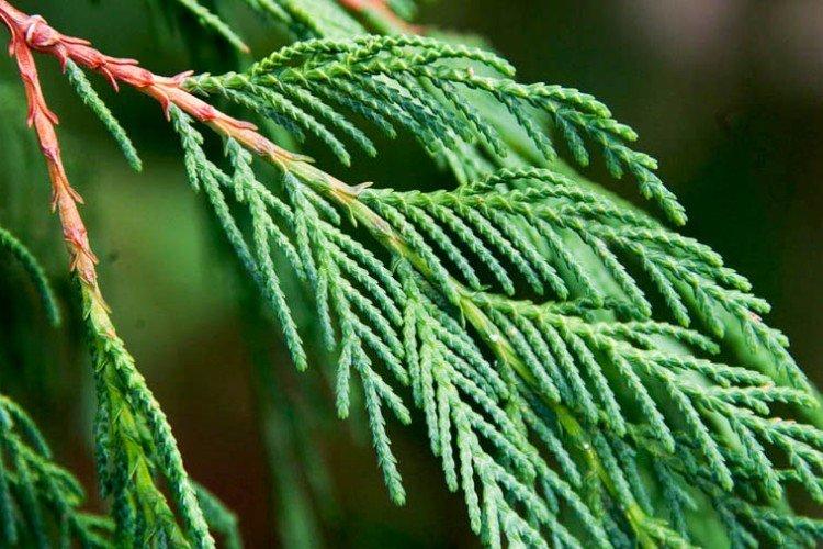 Кипарис – фото