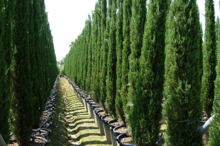 Кипарис – фото