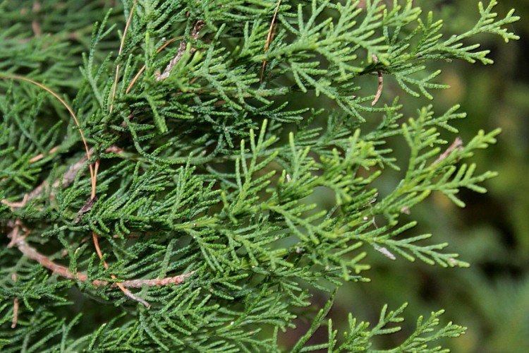 Кипарис – фото